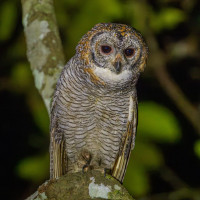Mottled Wood-Owl